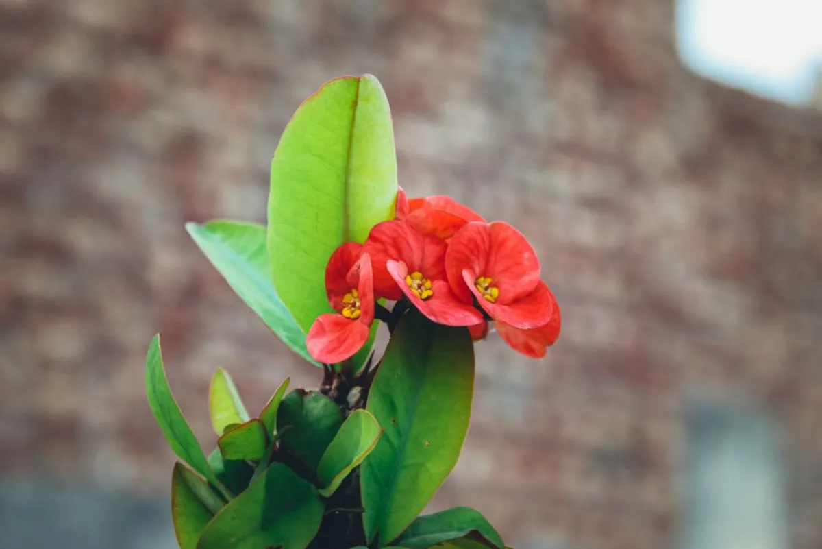 red flower